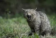 Chat forestier