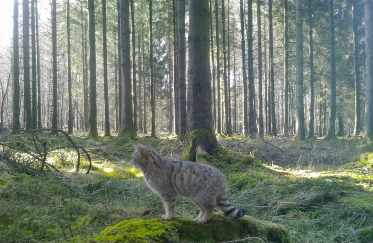 Chat forestier